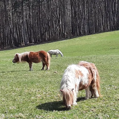 Homestay szállás Erholungsheim Im Wienerwald *