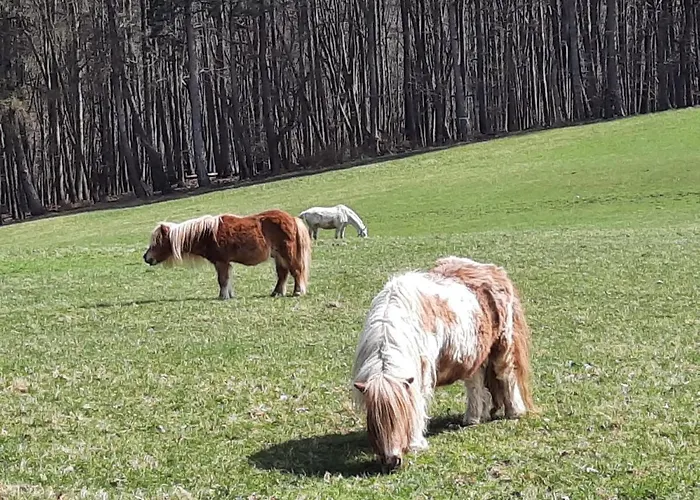 Habitación en casa particular Erholungsheim Im Wienerwald *